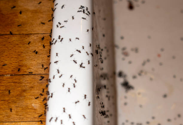 Best Exterminator Services  in North Barrington, IL